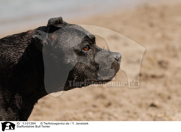 Staffordshire Bull Terrier / YJ-01384