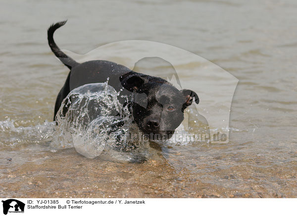 Staffordshire Bull Terrier / Staffordshire Bull Terrier / YJ-01385