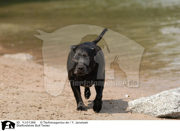 Staffordshire Bull Terrier / Staffordshire Bull Terrier / YJ-01386