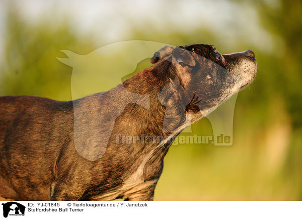 Staffordshire Bull Terrier / Staffordshire Bull Terrier / YJ-01845