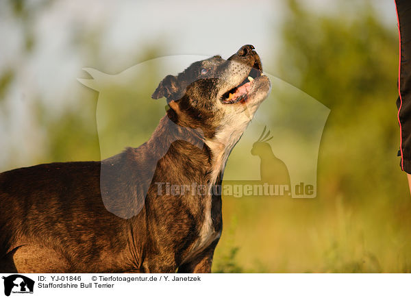 Staffordshire Bull Terrier / Staffordshire Bull Terrier / YJ-01846