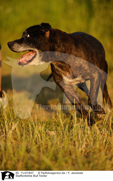 Staffordshire Bull Terrier / Staffordshire Bull Terrier / YJ-01847