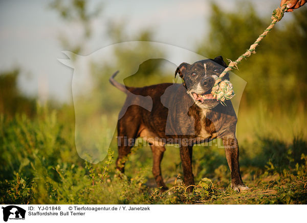 Staffordshire Bull Terrier / Staffordshire Bull Terrier / YJ-01848