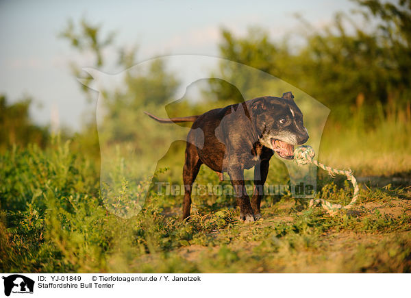 Staffordshire Bull Terrier / Staffordshire Bull Terrier / YJ-01849
