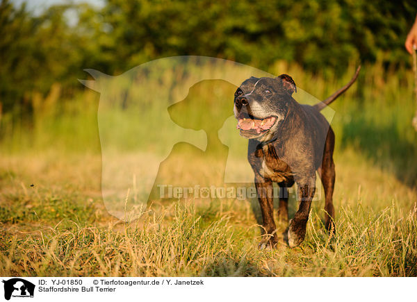 Staffordshire Bull Terrier / Staffordshire Bull Terrier / YJ-01850