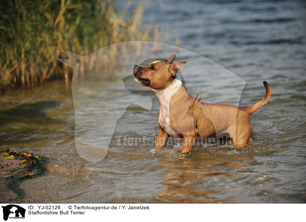Staffordshire Bull Terrier / Staffordshire Bull Terrier / YJ-02126