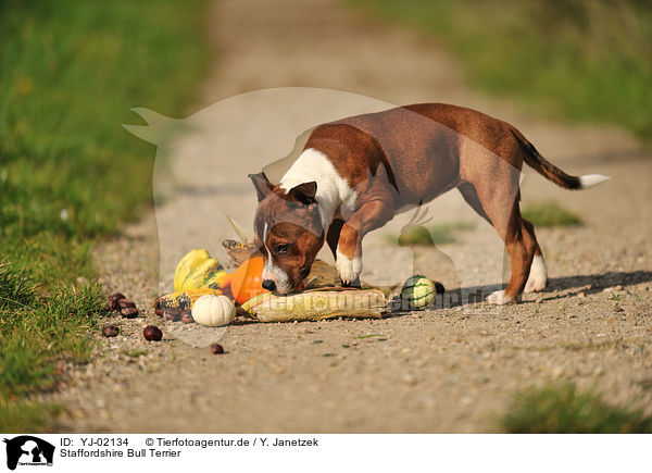 Staffordshire Bull Terrier / Staffordshire Bull Terrier / YJ-02134