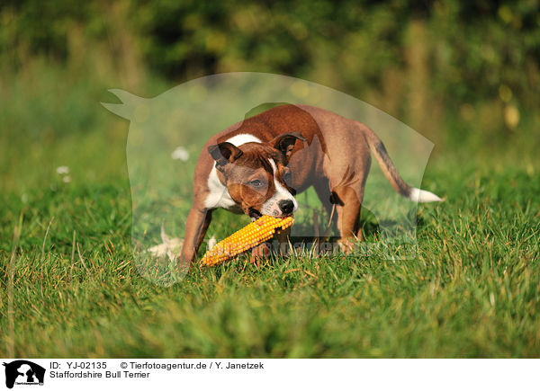 Staffordshire Bull Terrier / Staffordshire Bull Terrier / YJ-02135