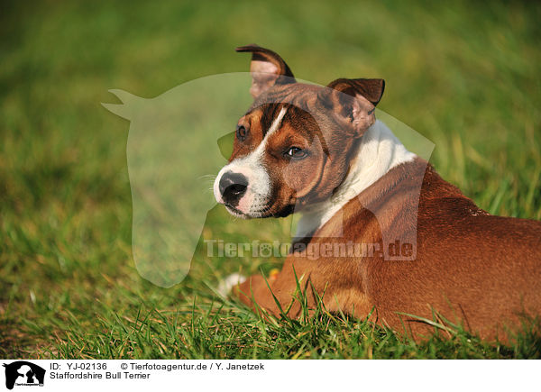 Staffordshire Bull Terrier / Staffordshire Bull Terrier / YJ-02136