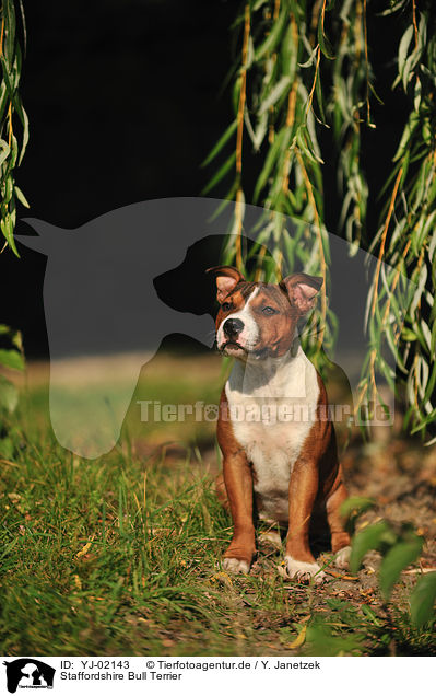 Staffordshire Bull Terrier / Staffordshire Bull Terrier / YJ-02143
