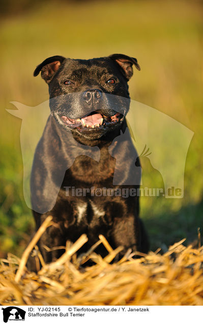 Staffordshire Bull Terrier / Staffordshire Bull Terrier / YJ-02145