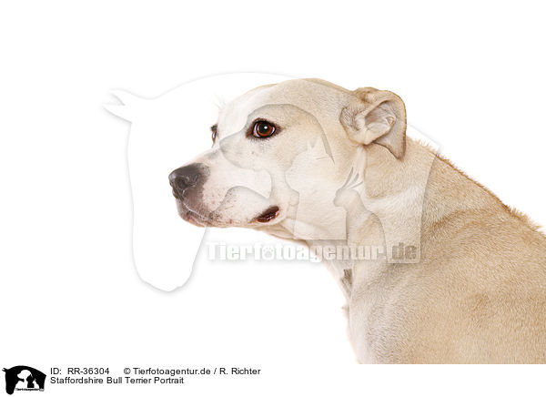 Staffordshire Bull Terrier Portrait / Staffordshire Bull Terrier Portrait / RR-36304