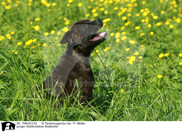 junger Staffordshire Bullterrier / young Staffordshire Bullterrier / PM-05142