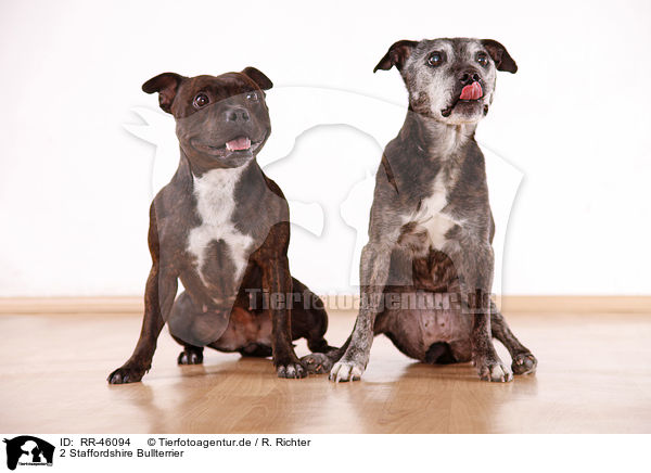 2 Staffordshire Bullterrier / 2 Staffordshire Bullterriers / RR-46094