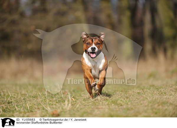 rennender Staffordshire Bullterrier / running Staffordshire Bullterrier / YJ-05683