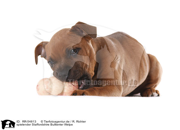 spielender Staffordshire Bullterrier Welpe / playing Staffordshire Bullterrier Puppy / RR-54813