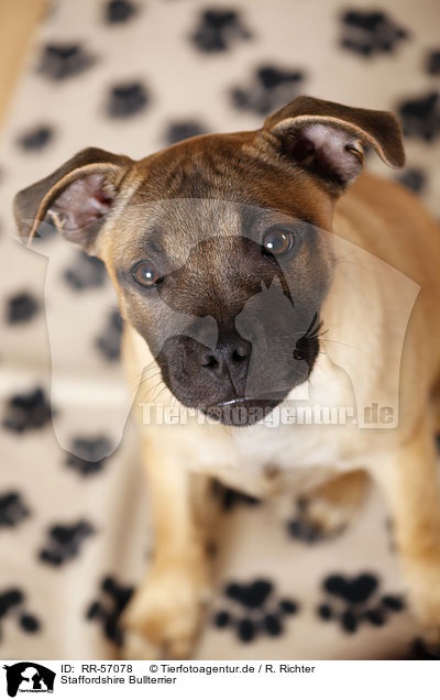 Staffordshire Bullterrier / Staffordshire Bull Terrier / RR-57078