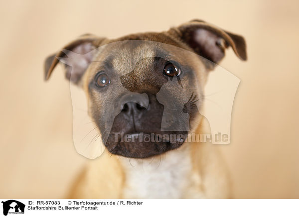Staffordshire Bullterrier Portrait / Staffordshire Bull Terrier Portrait / RR-57083