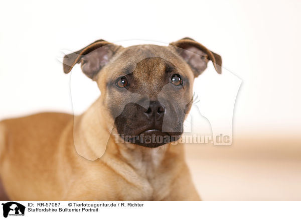 Staffordshire Bullterrier Portrait / Staffordshire Bull Terrier Portrait / RR-57087
