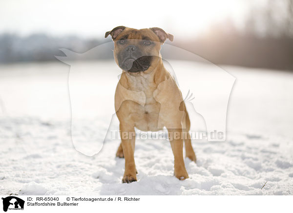 Staffordshire Bullterrier / Staffordshire Bullterrier / RR-65040