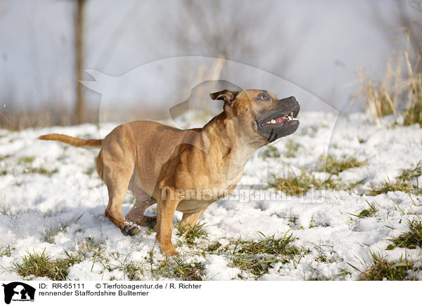 rennender Staffordshire Bullterrier / running Staffordshire Bullterrier / RR-65111