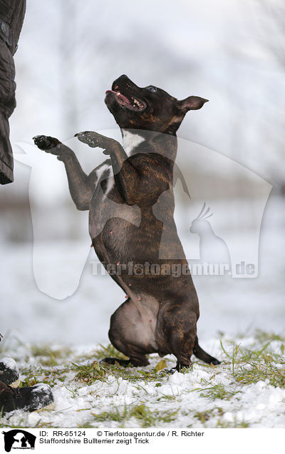 Staffordshire Bullterrier zeigt Trick / Staffordshire Bullterrier shows trick / RR-65124