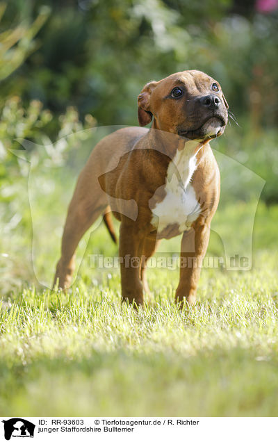 junger Staffordshire Bullterrier / young Staffordshire Bull Terrier / RR-93603