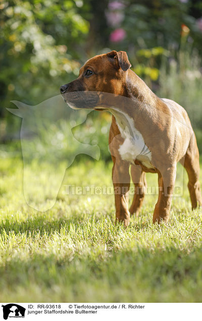 junger Staffordshire Bullterrier / young Staffordshire Bull Terrier / RR-93618