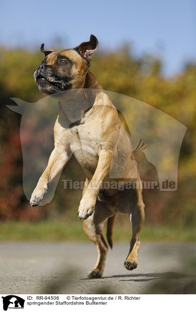 springender Staffordshire Bullterrier / jumping Staffordshire Bull Terrier / RR-94506