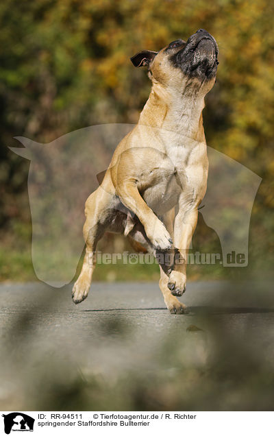 springender Staffordshire Bullterrier / jumping Staffordshire Bull Terrier / RR-94511