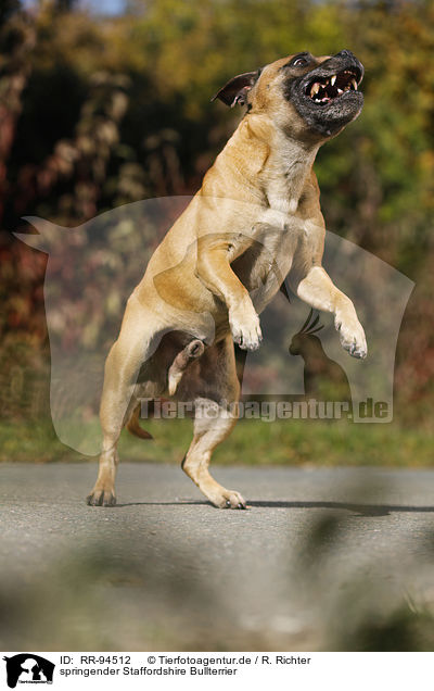springender Staffordshire Bullterrier / jumping Staffordshire Bull Terrier / RR-94512