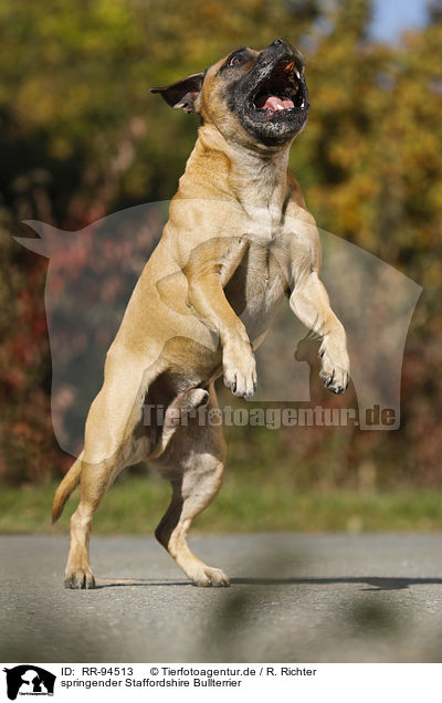 springender Staffordshire Bullterrier / jumping Staffordshire Bull Terrier / RR-94513