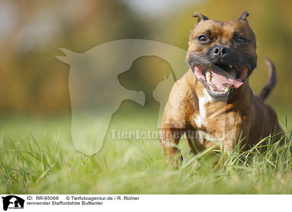rennender Staffordshire Bullterrier / running Staffordshire Bull Terrier / RR-95068