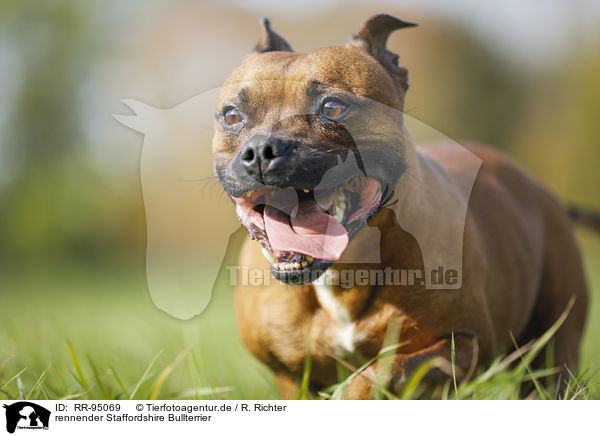 rennender Staffordshire Bullterrier / running Staffordshire Bull Terrier / RR-95069