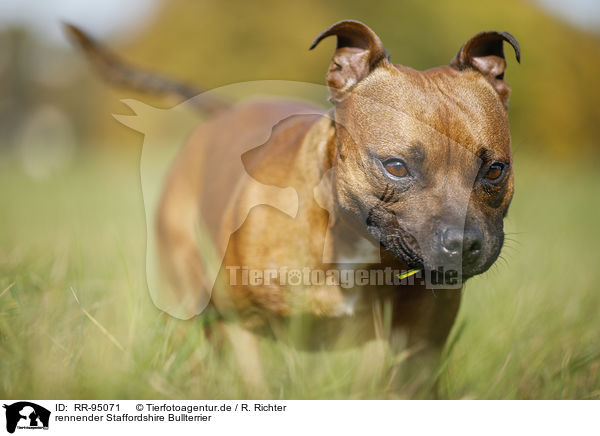 rennender Staffordshire Bullterrier / running Staffordshire Bull Terrier / RR-95071