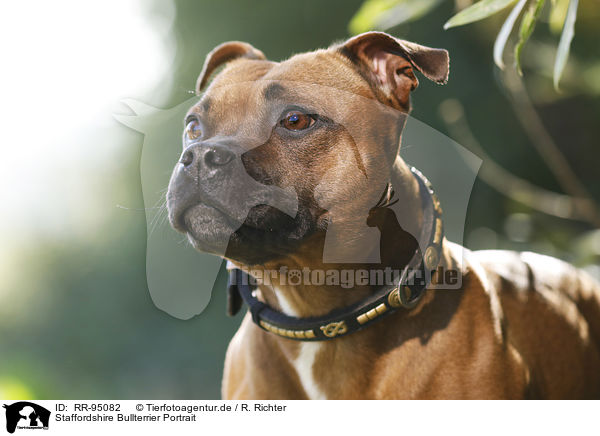 Staffordshire Bullterrier Portrait / Staffordshire Bull Terrier Portrait / RR-95082