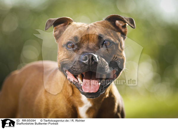 Staffordshire Bullterrier Portrait / Staffordshire Bull Terrier Portrait / RR-95094