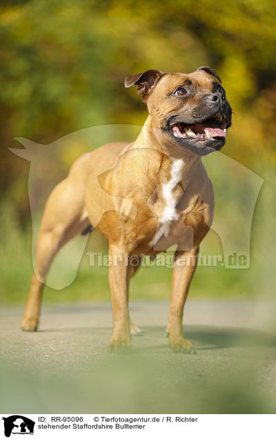 stehender Staffordshire Bullterrier / standing Staffordshire Bull Terrier / RR-95096