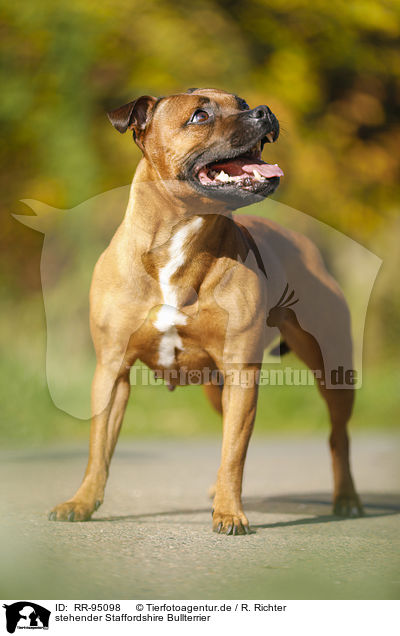 stehender Staffordshire Bullterrier / standing Staffordshire Bull Terrier / RR-95098