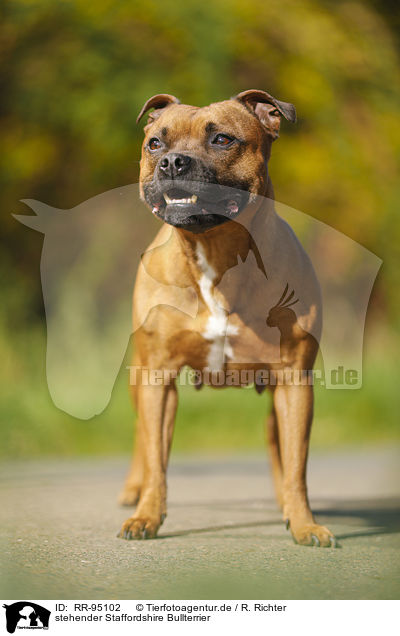 stehender Staffordshire Bullterrier / standing Staffordshire Bull Terrier / RR-95102