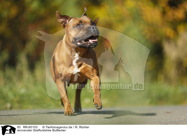 rennender Staffordshire Bullterrier / running Staffordshire Bull Terrier / RR-95103