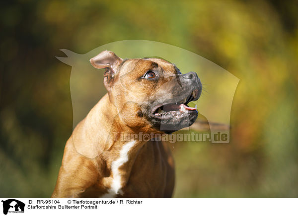 Staffordshire Bullterrier Portrait / Staffordshire Bull Terrier Portrait / RR-95104