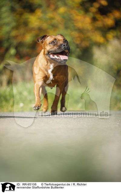 rennender Staffordshire Bullterrier / running Staffordshire Bull Terrier / RR-95106