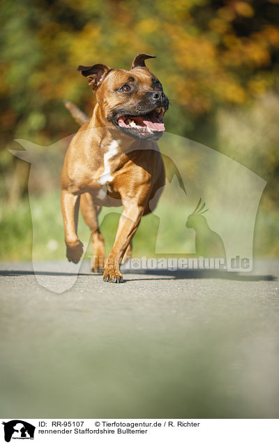 rennender Staffordshire Bullterrier / running Staffordshire Bull Terrier / RR-95107