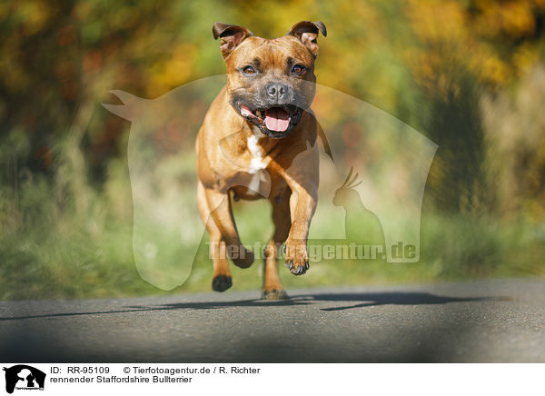 rennender Staffordshire Bullterrier / running Staffordshire Bull Terrier / RR-95109