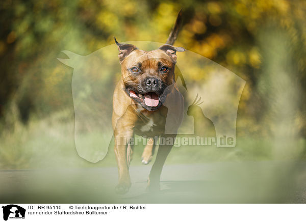 rennender Staffordshire Bullterrier / running Staffordshire Bull Terrier / RR-95110