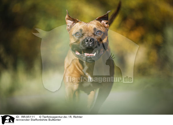 rennender Staffordshire Bullterrier / running Staffordshire Bull Terrier / RR-95111