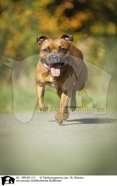 rennender Staffordshire Bullterrier / running Staffordshire Bull Terrier / RR-95113