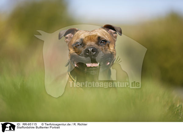 Staffordshire Bullterrier Portrait / Staffordshire Bull Terrier Portrait / RR-95115