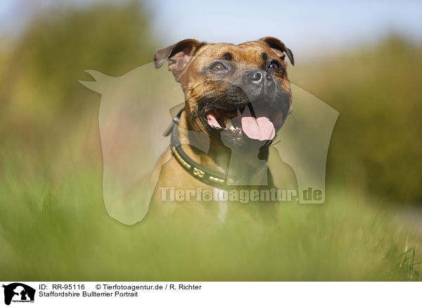 Staffordshire Bullterrier Portrait / Staffordshire Bull Terrier Portrait / RR-95116